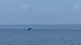 Free download Pelican Diving Slow -  free video to be edited with OpenShot online video editor