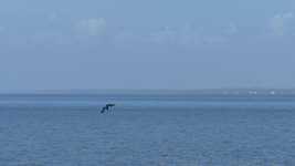 ດາວ​ໂຫຼດ​ຟຣີ Pelican Diving Slow - ວິ​ດີ​ໂອ​ຟຣີ​ທີ່​ຈະ​ໄດ້​ຮັບ​ການ​ແກ້​ໄຂ​ດ້ວຍ OpenShot ວິ​ດີ​ໂອ​ອອນ​ໄລ​ນ​໌​ບັນ​ນາ​ທິ​ການ​