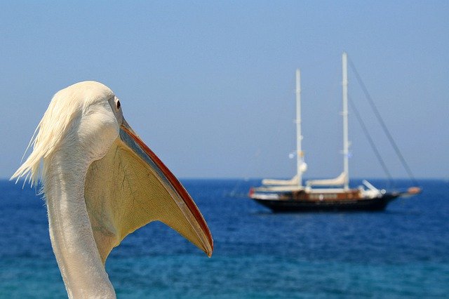 Muat turun percuma pelican envy sea sailboat mykonos gambar percuma untuk diedit dengan editor imej dalam talian percuma GIMP