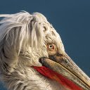 Pelican head  screen for extension Chrome web store in OffiDocs Chromium