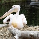 Pelican Lying by the Lake  screen for extension Chrome web store in OffiDocs Chromium