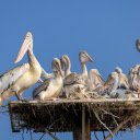Pelicans  screen for extension Chrome web store in OffiDocs Chromium