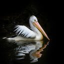 Pelicans swim  screen for extension Chrome web store in OffiDocs Chromium