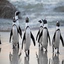 Penguin  screen for extension Chrome web store in OffiDocs Chromium