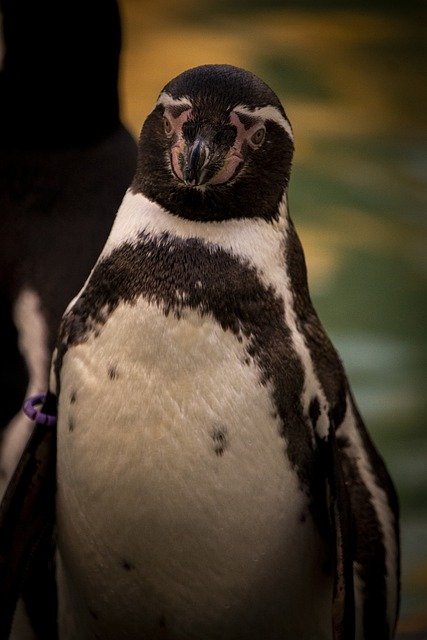 Free graphic penguin beak bird feathers plumage to be edited by GIMP free image editor by OffiDocs