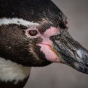 Penguin bird head  screen for extension Chrome web store in OffiDocs Chromium