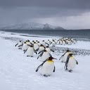 Penguin flock wallpaper  screen for extension Chrome web store in OffiDocs Chromium