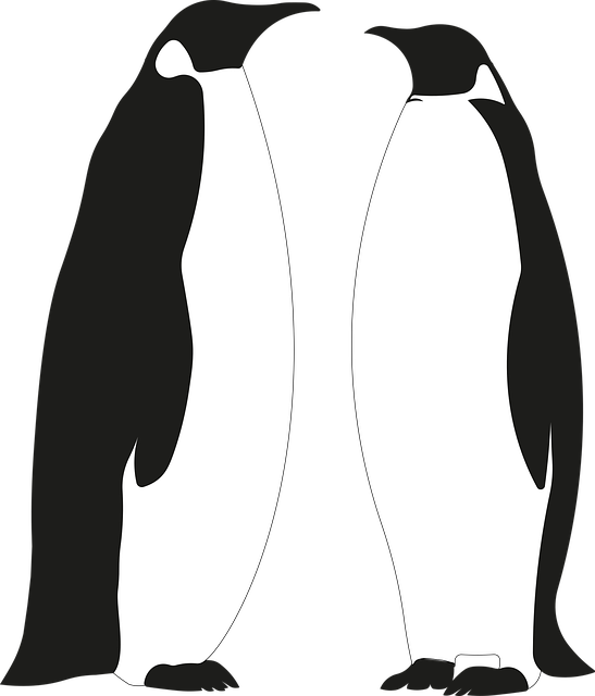 Free download Penguin Penguins Bird - Free vector graphic on Pixabay free illustration to be edited with GIMP free online image editor