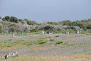 Free download Penguin Rookery on Martillo Island free photo or picture to be edited with GIMP online image editor