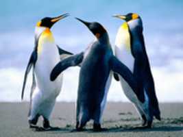 Free download Penguinshjhjh free photo or picture to be edited with GIMP online image editor