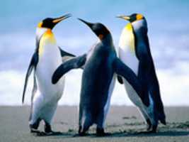 Free download Penguins free photo or picture to be edited with GIMP online image editor