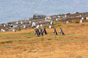 ดาวน์โหลดฟรี Penguins ในภารกิจภาพถ่ายหรือรูปภาพฟรีที่จะแก้ไขด้วยโปรแกรมแก้ไขรูปภาพออนไลน์ GIMP