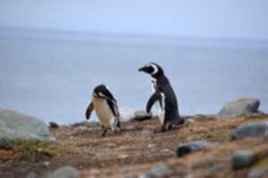 Free download Penguins on Magdalena Island free photo or picture to be edited with GIMP online image editor
