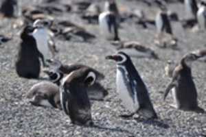قم بتنزيل Penguins على جزيرة Martillo مجانًا ، صورة أو صورة مجانية ليتم تحريرها باستخدام محرر الصور عبر الإنترنت GIMP