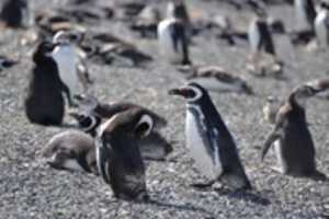 무료 다운로드 Martillo Island의 펭귄 무료 사진 또는 GIMP 온라인 이미지 편집기로 편집할 사진