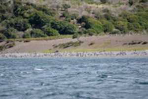 Téléchargez gratuitement Pingouins sur la plage de l'île Martillo photo ou image gratuite à éditer avec l'éditeur d'images en ligne GIMP