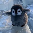 Penguin: The Adorable Ice Explorer  screen for extension Chrome web store in OffiDocs Chromium