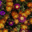 Penny chrysanthemum  screen for extension Chrome web store in OffiDocs Chromium