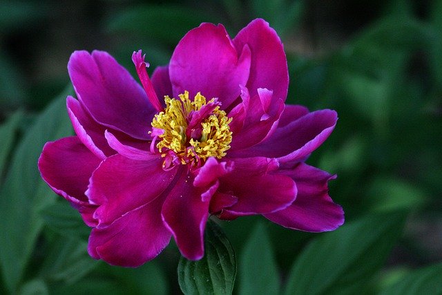 Descarga gratuita peonía flor floración primavera naturaleza imagen gratis para editar con el editor de imágenes en línea gratuito GIMP