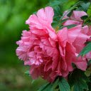 Peony flowers in the rain  screen for extension Chrome web store in OffiDocs Chromium