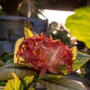 Peony in the sun  screen for extension Chrome web store in OffiDocs Chromium