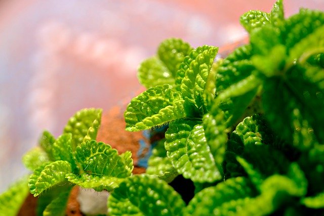 Gratis download pepermuntblaadjes plant groen gratis afbeelding om te bewerken met GIMP gratis online afbeeldingseditor