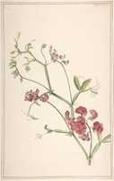 Free download Perennial Pea free photo or picture to be edited with GIMP online image editor
