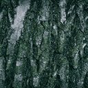 perennial tree trunk bark  screen for extension Chrome web store in OffiDocs Chromium