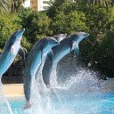 performing dolphins  screen for extension Chrome web store in OffiDocs Chromium