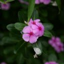 Periwinkle flowers are purple and pink  screen for extension Chrome web store in OffiDocs Chromium