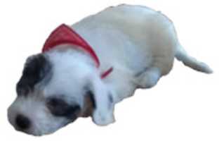 Free download perritu2 free photo or picture to be edited with GIMP online image editor