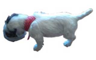Free download perritu free photo or picture to be edited with GIMP online image editor
