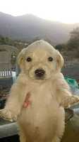 Free download perro free photo or picture to be edited with GIMP online image editor