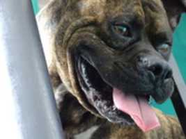 Free download Perro Pitbox casual free photo or picture to be edited with GIMP online image editor