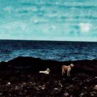 Free download Perros. free photo or picture to be edited with GIMP online image editor