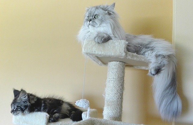 Бесплатно скачать персидские кошки персидская шиншилла бесплатное изображение для редактирования с помощью бесплатного онлайн-редактора изображений GIMP
