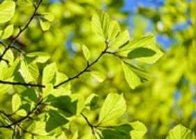 Free download persian-oak-wood-3064187_960_720 free photo or picture to be edited with GIMP online image editor