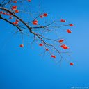 Persimmons under blue sky Wallpaper  screen for extension Chrome web store in OffiDocs Chromium