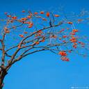 persimmon tree with fruit wallpaper  screen for extension Chrome web store in OffiDocs Chromium