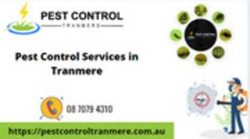 Free download Pest Control Tranmere free photo or picture to be edited with GIMP online image editor