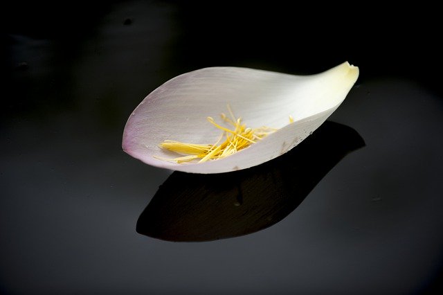 Free download petal lotus petal flower free picture to be edited with GIMP free online image editor