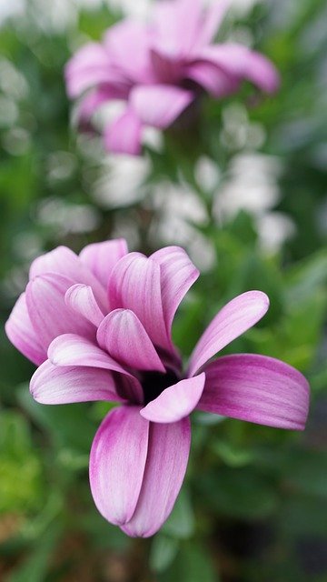 Kostenloser Download Blütenblätter Blume rosa grün kostenloses Bild, das mit dem kostenlosen Online-Bildeditor GIMP bearbeitet werden kann
