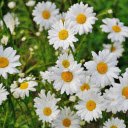 Petals Gleam, Hearts of Sunny Gold  screen for extension Chrome web store in OffiDocs Chromium