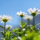 Petals in the Sun  screen for extension Chrome web store in OffiDocs Chromium