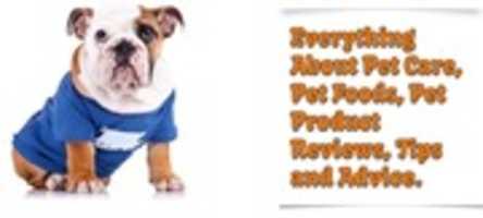 Kostenloser Download Pet Care Sunday Kostenloses Foto oder Bild zur Bearbeitung mit GIMP Online-Bildbearbeitung