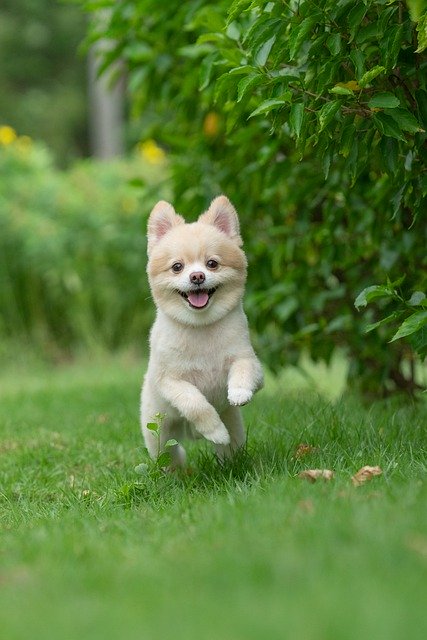 Free download pet dog pomeranian canine animal free picture to be edited with GIMP free online image editor