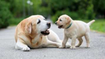 Free download Pet Dogs free photo or picture to be edited with GIMP online image editor