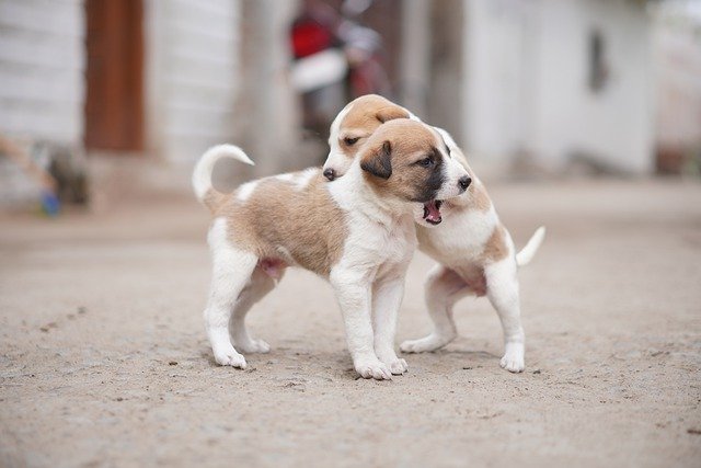 Free download pet puppies animals street canine free picture to be edited with GIMP free online image editor