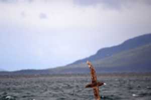 Free download Petrel in flight free photo or picture to be edited with GIMP online image editor