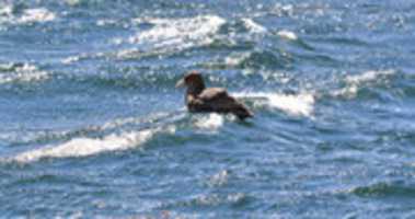Free download Petrel on Beagle Channel free photo or picture to be edited with GIMP online image editor